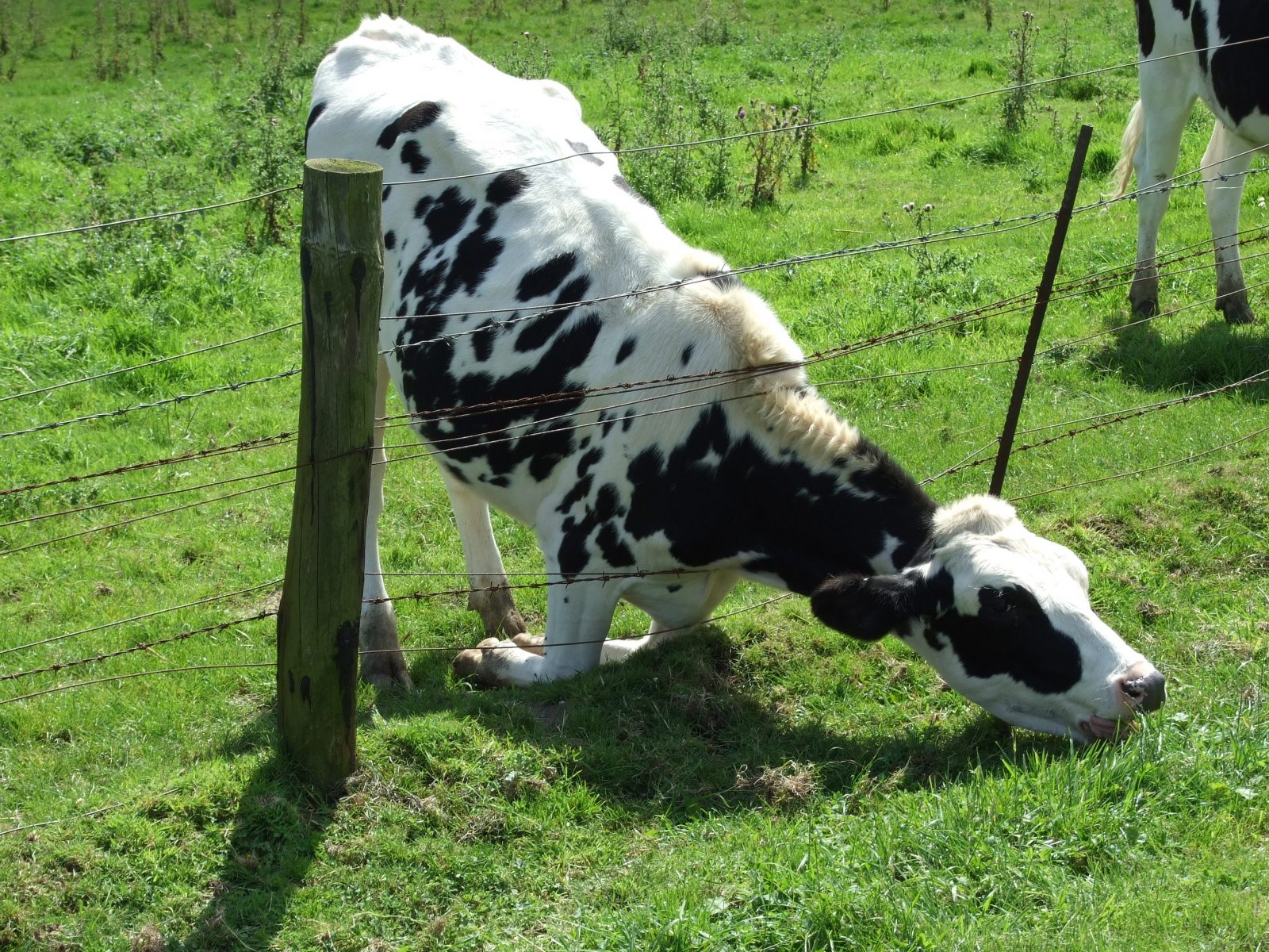 Cattle eating grass through barbed wire fence