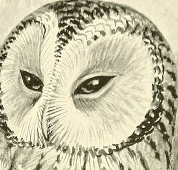An owl